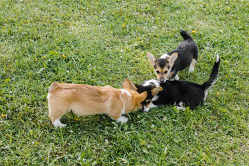 Corgi puppies in a Sunny sunset on a green background