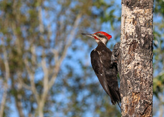 woodpecker on tree