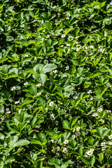 Fototapeta na wymiar Flowering garden strawberries in the backyard close-up.