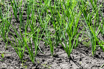 Fresh shoots of young onions on a garden bed.