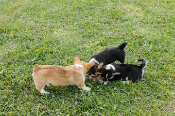 Corgi puppies in a Sunny sunset on a green background