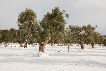 Mediterranean landscape with olive trees after a exceptional snowfall, Salento, Italy