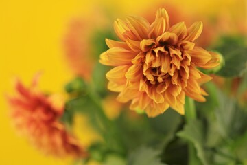 Dahlias flowers. Orange mini dahlias on a yellow blurred background.Bright floral summer   background in warm colors.
