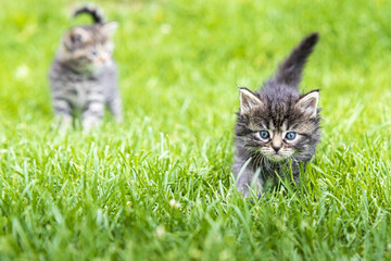 Naklejka premium kitten in the green grass