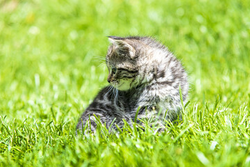 Cute little kitten playing in grass in sunlight