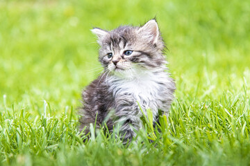 Cute little kitten playing in grass in sunlight