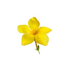 Close-up of Allamanda catharthica flower , yellow trumpetvine , golden trumpet  flower isolated on white background .