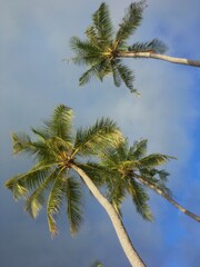 Maldives. The beauty of the Maldives Islands. Nature of the Maldives.