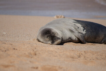 Monk seal