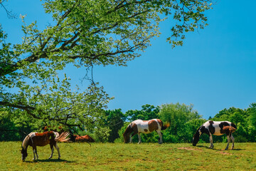 Naklejka na ściany i meble Horse farm on the French Broad River in Tennessee