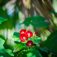 City Park. Elche, province of Alicante. Spain