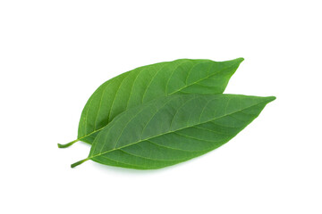 Leaf green Sugar Apple isolated on white background.