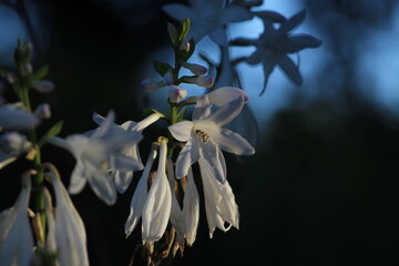 white flowers
