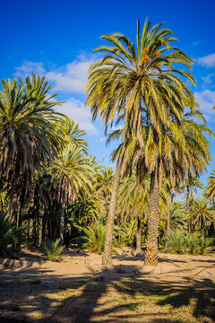 Palm trees in a city park. Elche, province of Alicante. Spain