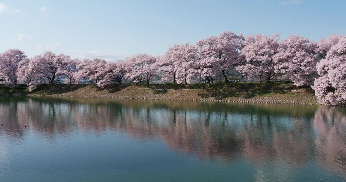 池に映り込む桜並木：長野県伊那市高遠にある六道の堤（フィックス）