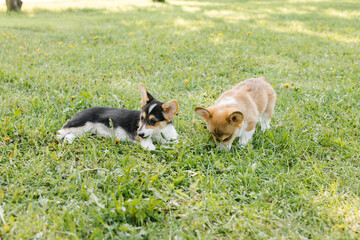 Corgi puppies in a Sunny sunset on a green background