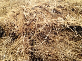 dry wheat grass field farm