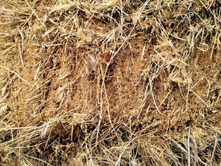 dry wheat grass field farm