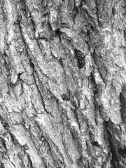 grey surface of tree texture