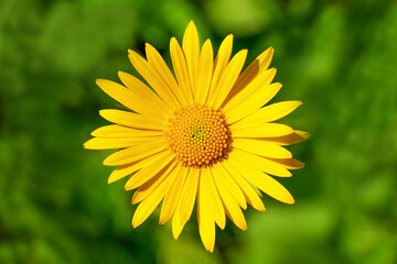 closeup of yellow daisy flower head on green background under sunlight