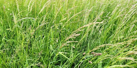 green grass background