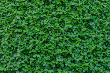 green leaves for background and wallpaper