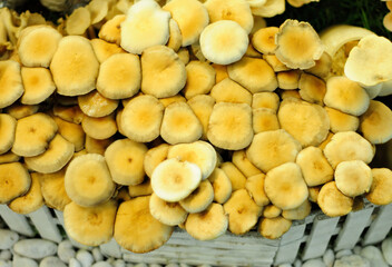 Tea Tree Mushrooms
