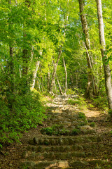 Path of green forest in the evening