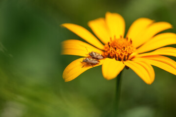 .A  bug sits on a yellow flower on a green background with a sun glare. Dolycoris baccarum. Macro photo of an insect bedbug.