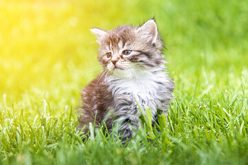 Naklejka na ściany i meble Cute little kitten playing in grass in sunlight