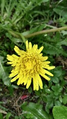 yellow dandelion flower