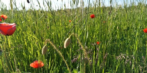 red poppy flowers