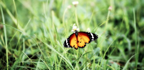 Butterfly on a Green Grass