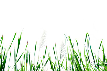 Long green grass and reeds isolated on white background with clipping path.