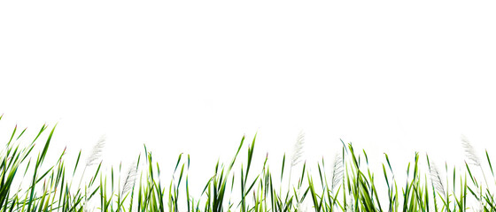 Long green grass and reeds isolated on white background. - obrazy, fototapety, plakaty