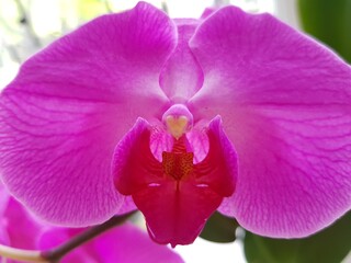 Pink petals of an orchid flower