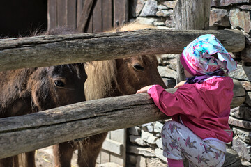 a little girl is watching ponies in a zoo