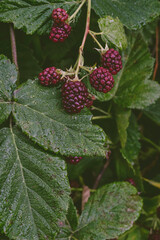 the berries of a blackberry