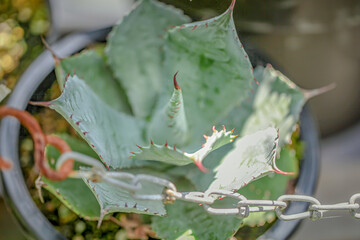 ロゼット型のアガベ・雷神/ポタトルム/Agave potatorum