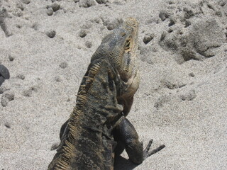Manuel Antonio, Costa Rica