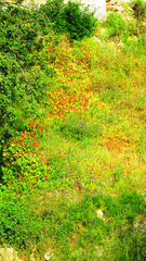 Large patch of flowering nasturtium