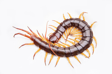 centipedes or chilopoda isolated on white background.