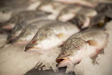 fresh chilled fish on the counter