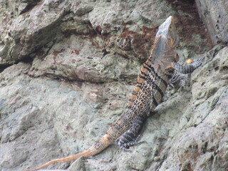 Fototapeta premium Manuel Antonio, Costa Rica