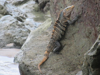 Manuel Antonio, Costa Rica