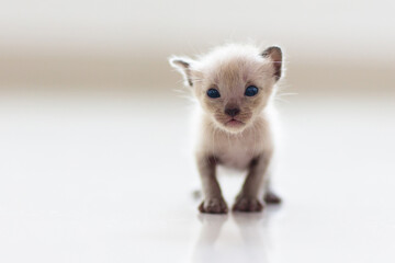 Fototapeta na wymiar Baby cat. Cute kitten playing at home.