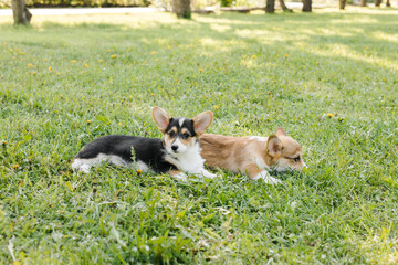 Corgi puppies in a Sunny sunset on a green background