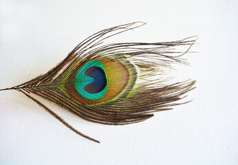Obraz premium Isolated peacock feather