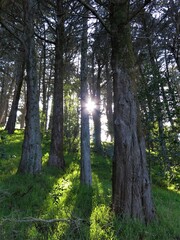 Sunlight Making Its Way Through The Trees