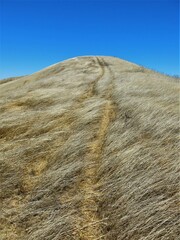 Windswept Grass Hill During Summer